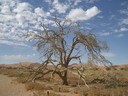 sossusvlei duinen